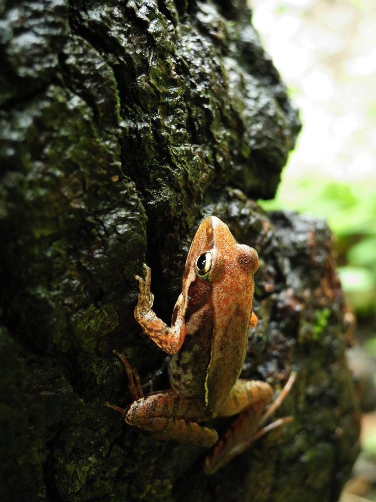 Tree climbing