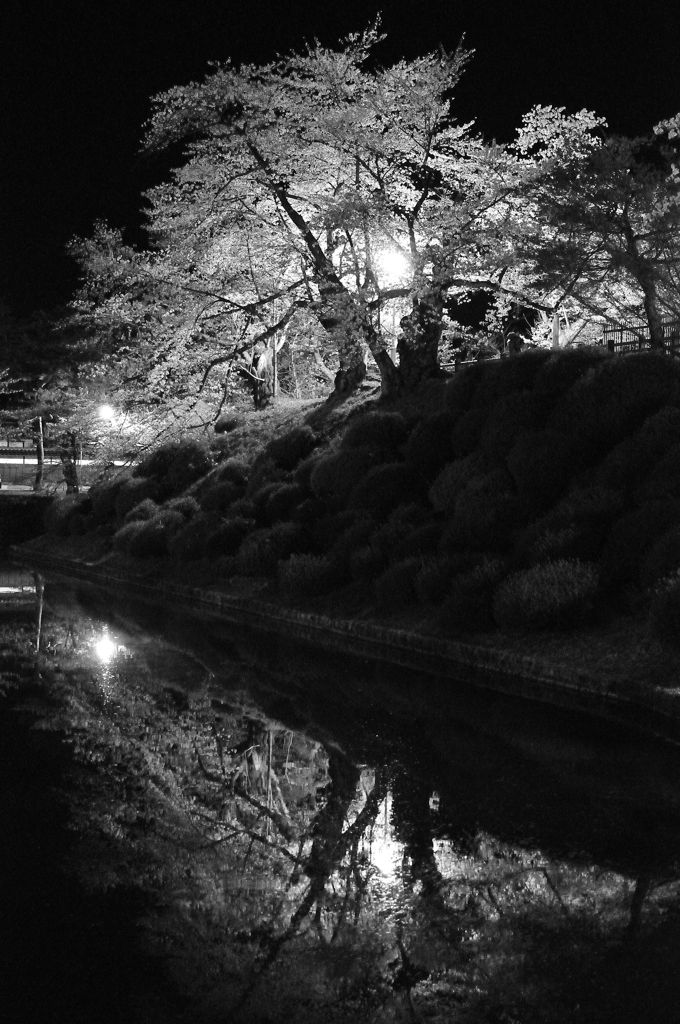 夜桜