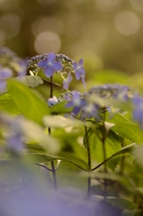 午後の紫陽花