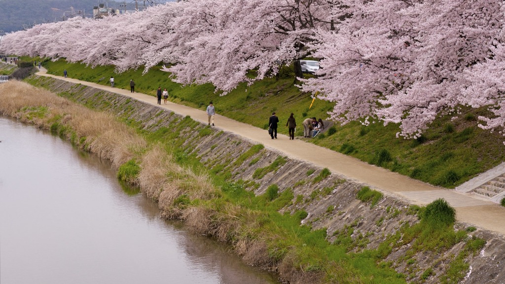 どこまでも桜河川敷