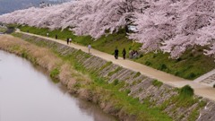 どこまでも桜河川敷