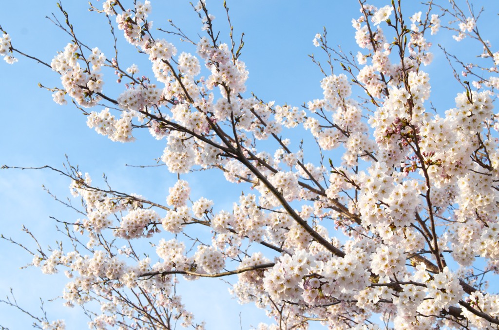 晴れた空・開いた蕾
