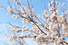 晴れた空・開いた蕾