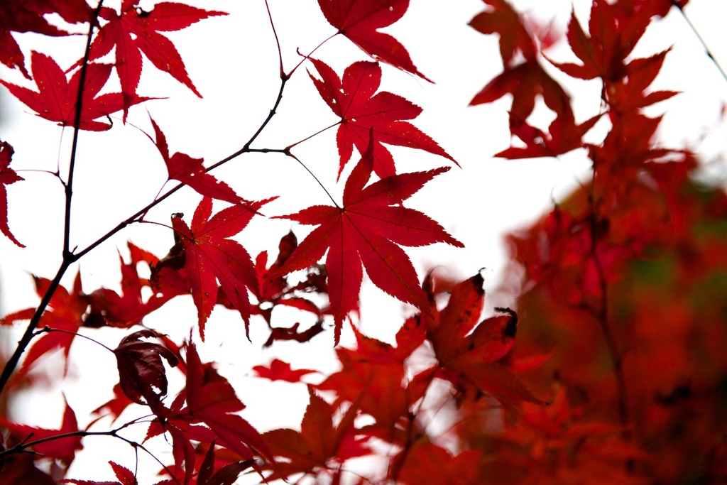 紅