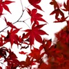 紅