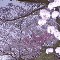 水面桜