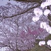 水面桜