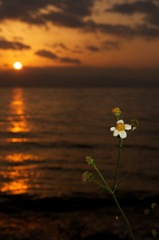 夕陽を受けて