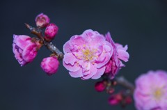 梅咲きました☆