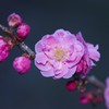 梅咲きました☆