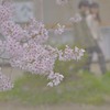 ほんのり春景