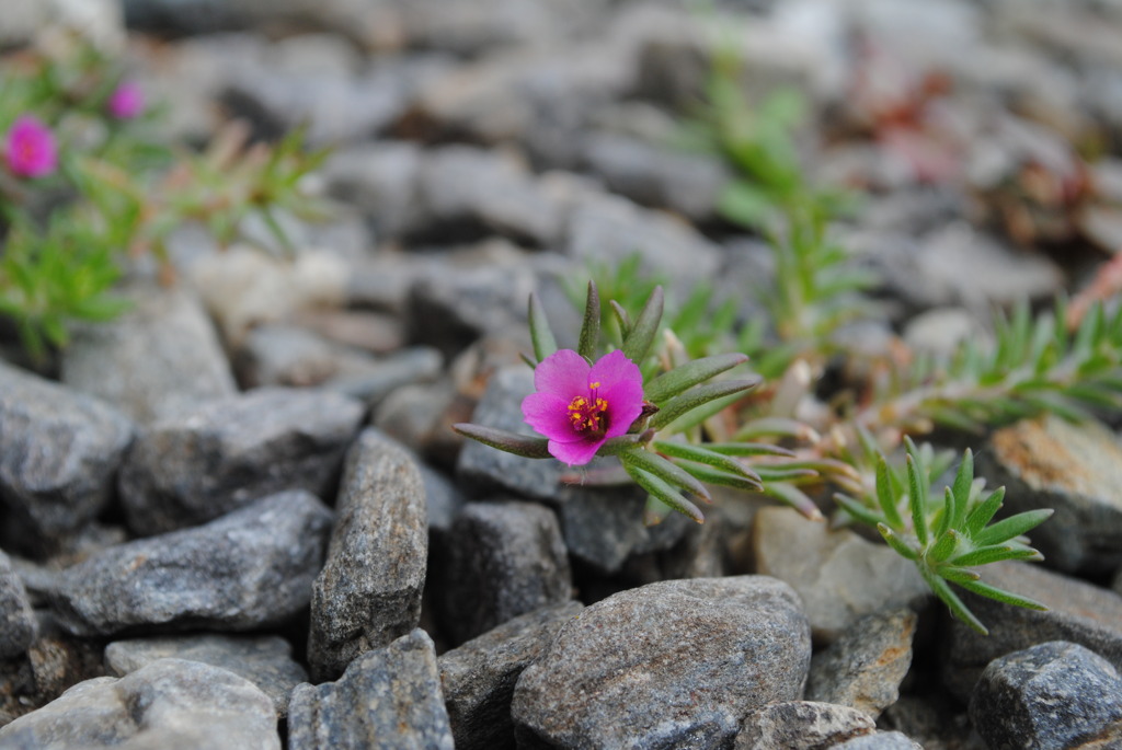 踏まれてもガンバル