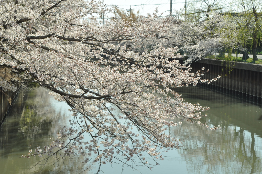 isshiki sakura 2012 (25)