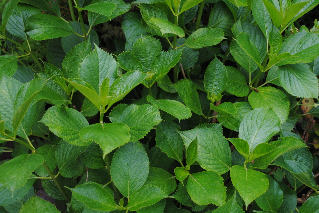 もう少しなアジサイ