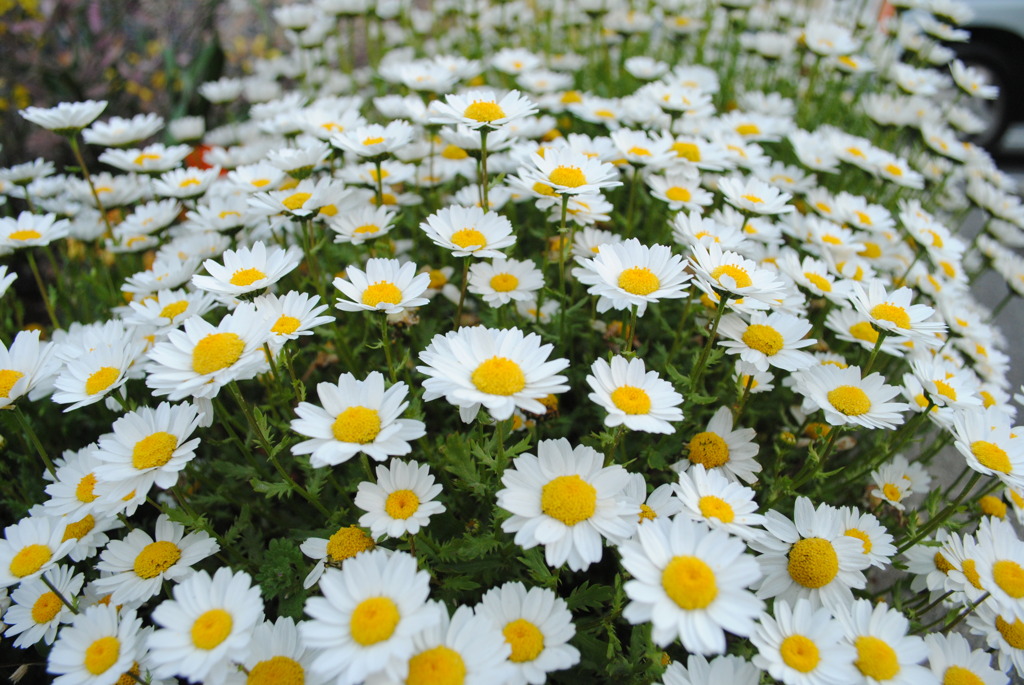 いいね　スノーボール