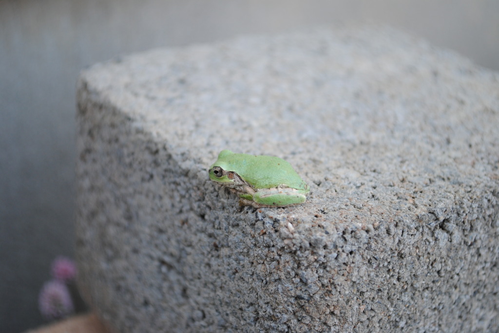 もうすぐ雨かな？