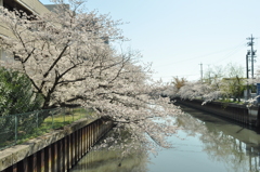 isshiki sakura 2012 (24)