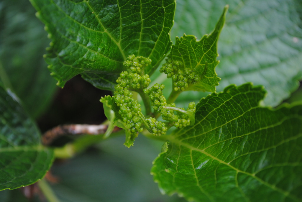 もう少しなアジサイ