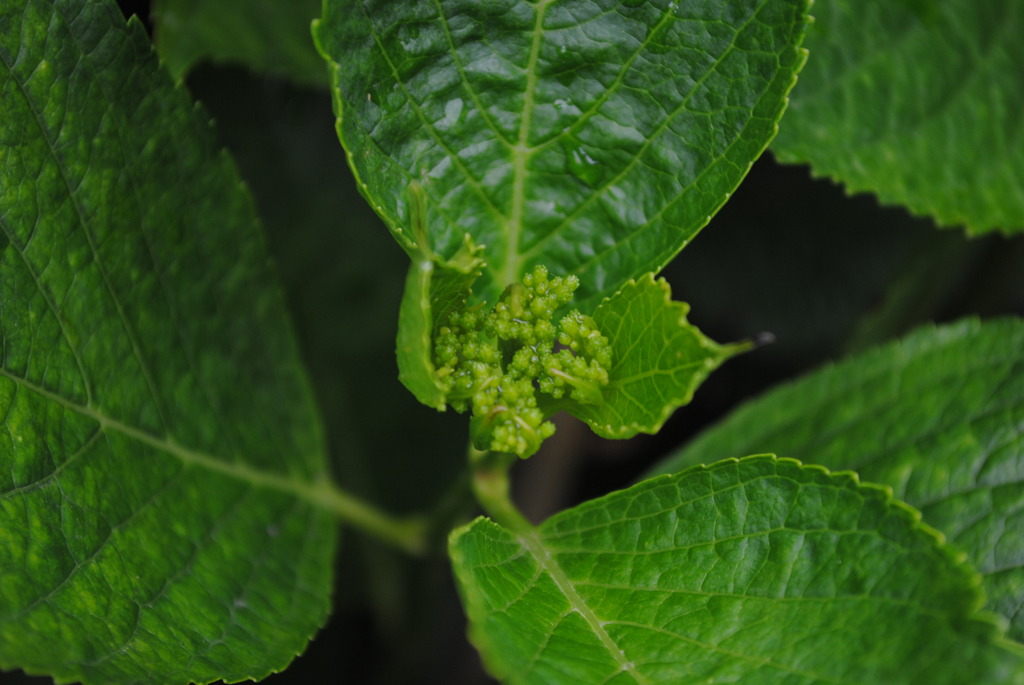 もう少しなアジサイ