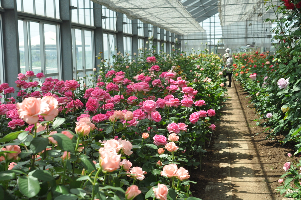 西尾市バラ園　１