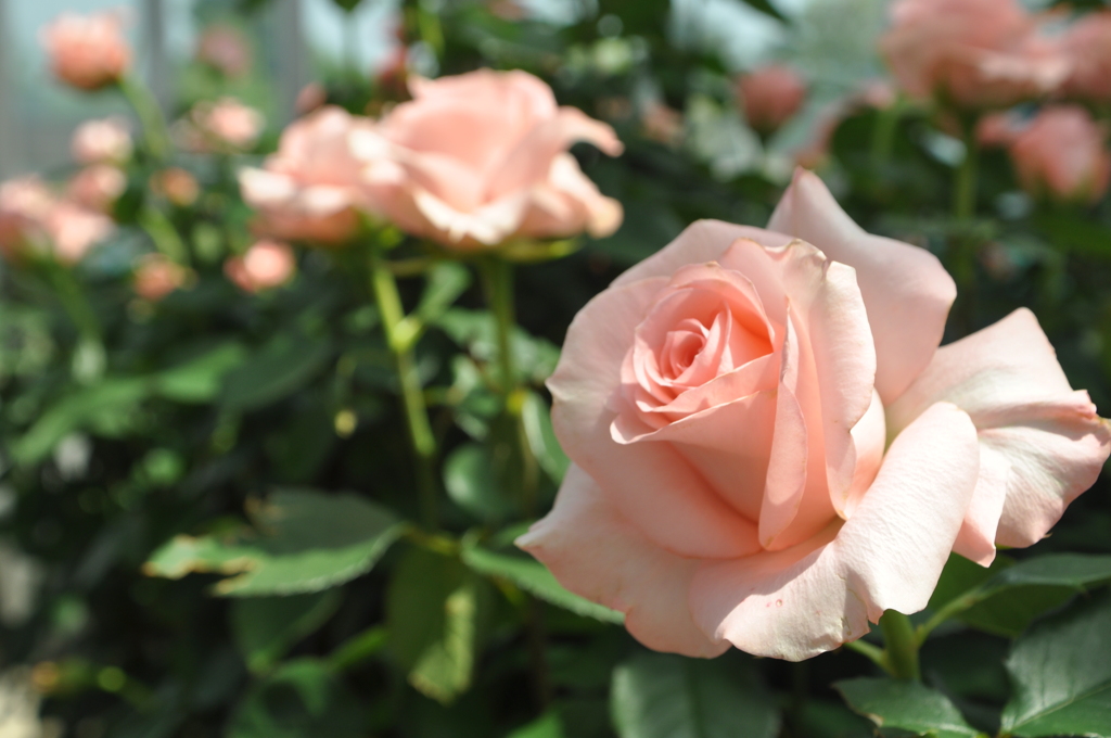 西尾市バラ園　２