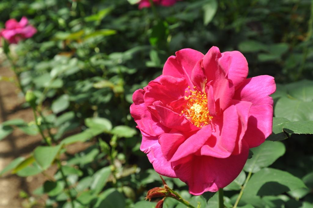 西尾市バラ園　４