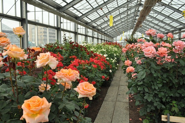 バラまつり開催