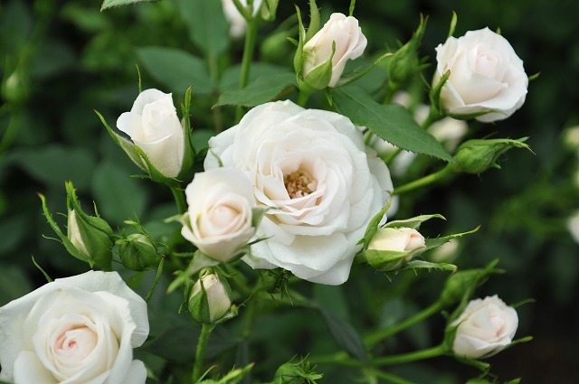 バラまつり開催