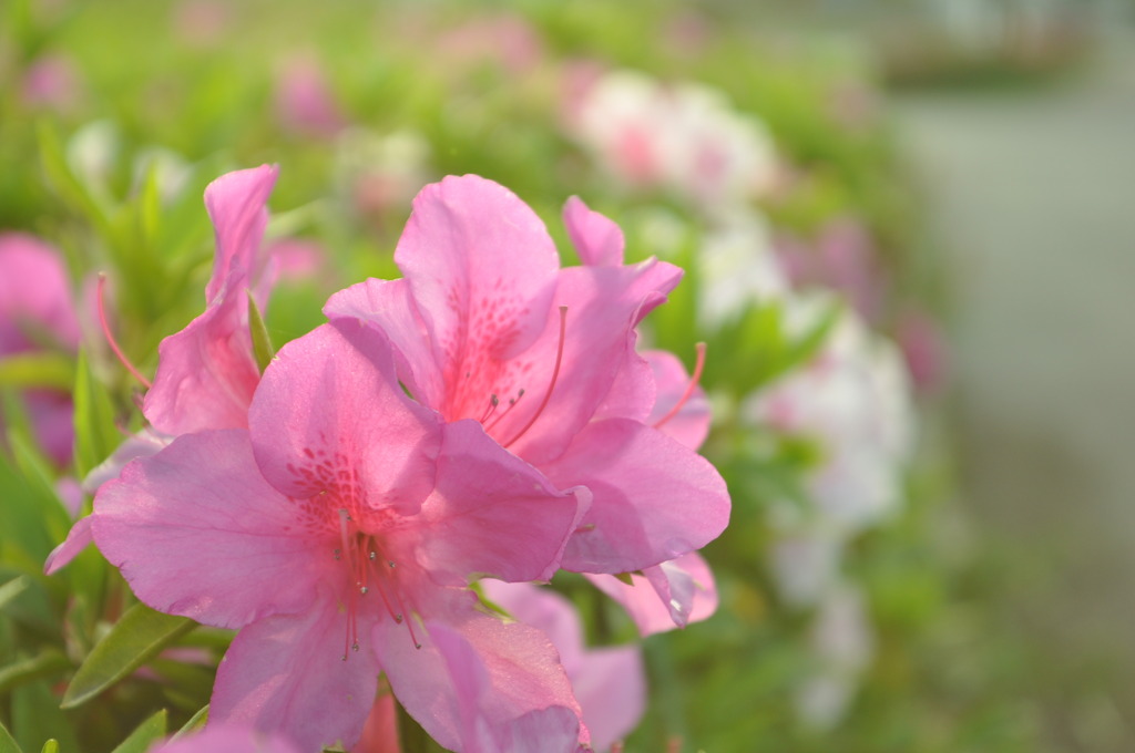 早朝時に　カシャッ！