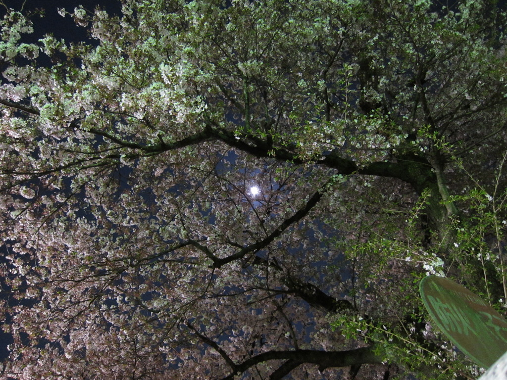 月と桜と防火水そう