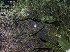 月と桜と防火水そう