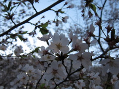 仲良し桜