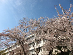 淡い桜