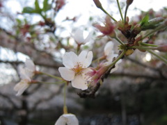 まだ散らない！