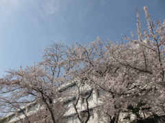 苦い桜