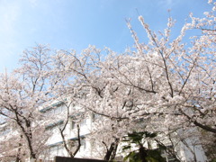 眩しい桜