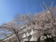 桜