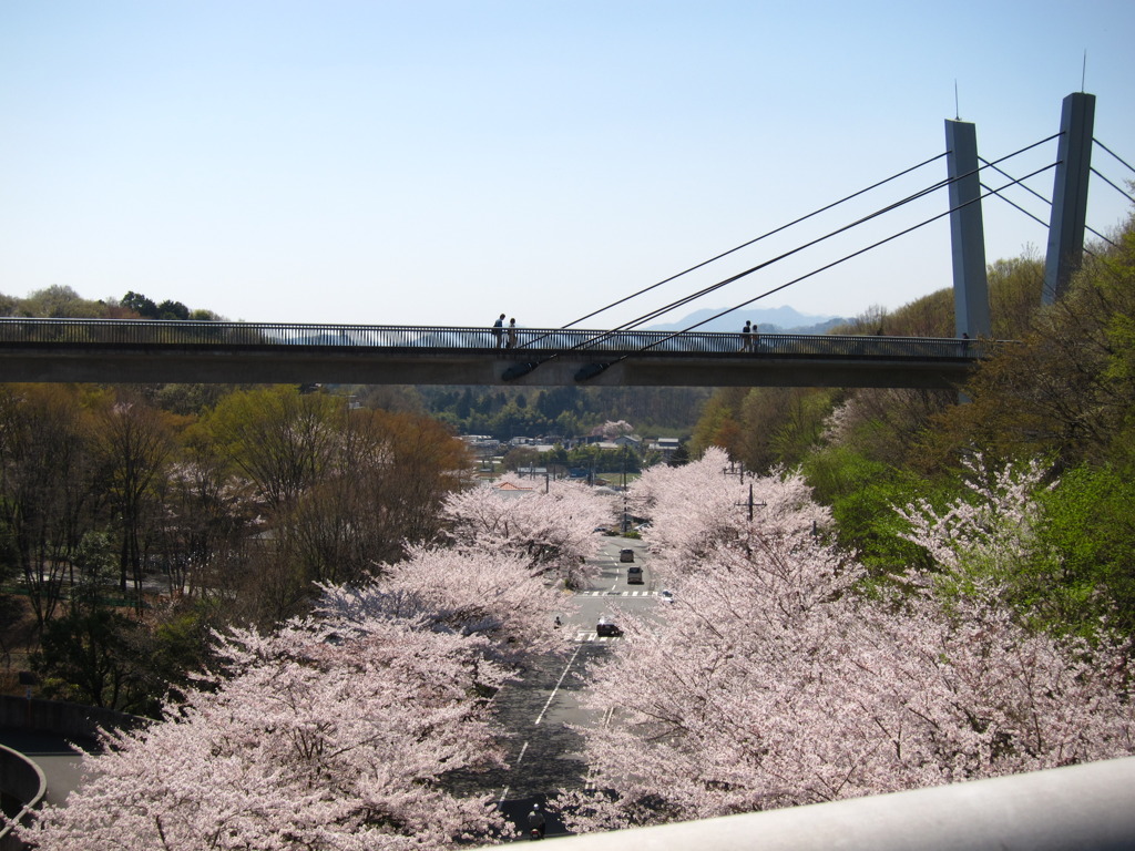 桜と橋