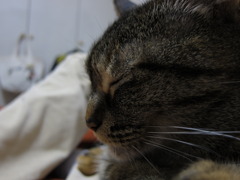 猫の横顔