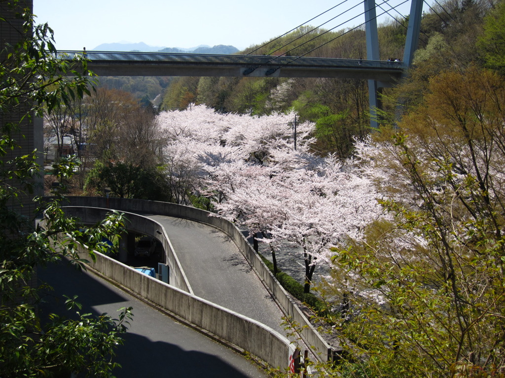 スロープと桜と橋