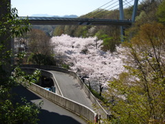 スロープと桜と橋