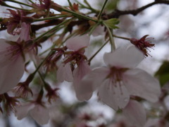 雨のあと