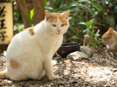 若王子の野良猫