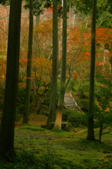 染まる森