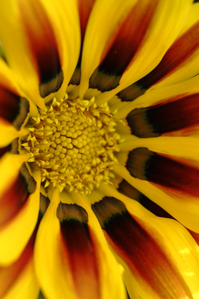 SUN-2