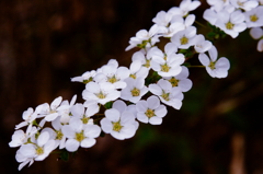 花の川