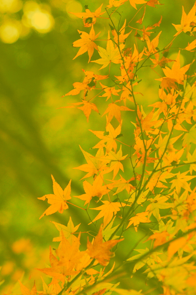 紅葉４