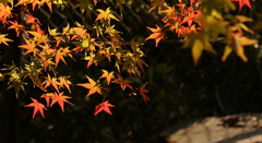 紅葉２