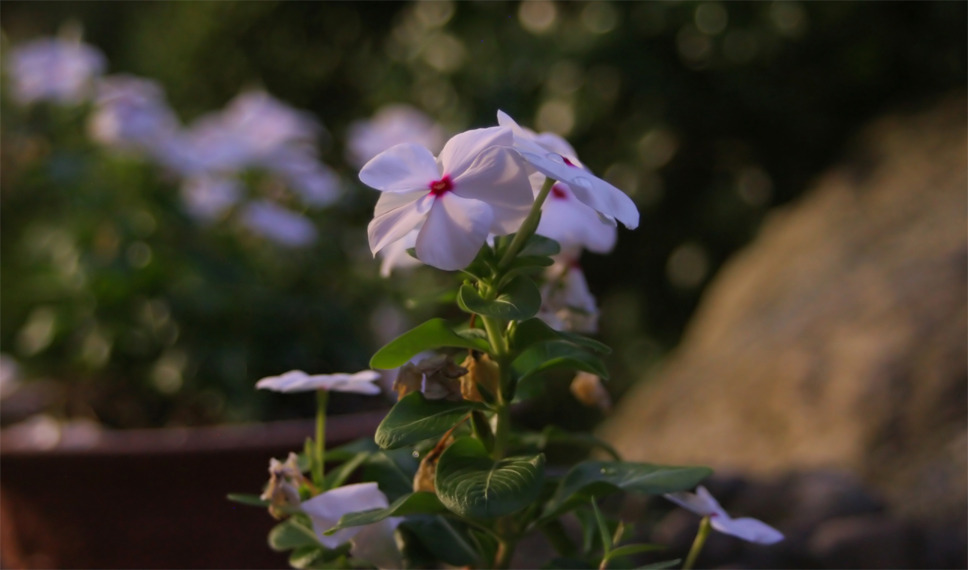夜の花