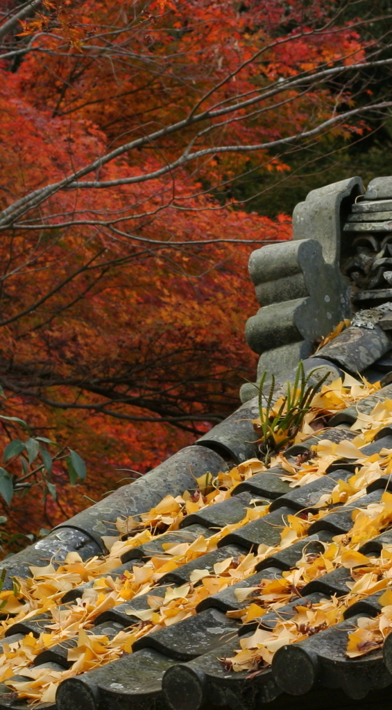 紅黄